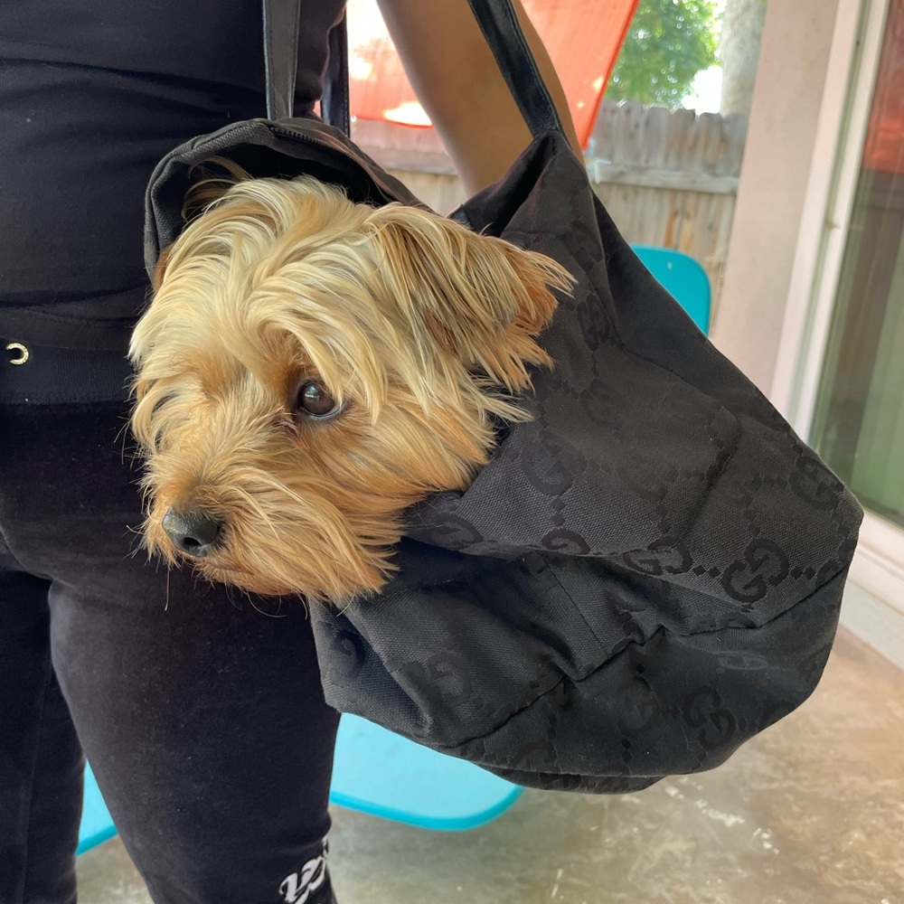 SOLD Gucci Pet Carrier - Picture 12 of 15